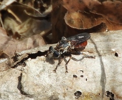 Cerotainiops