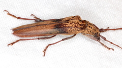 Scolecobrotus variegatus