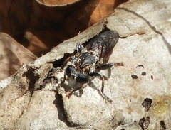 Cerotainiops