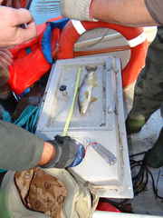 Salmo marmoratus