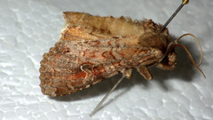 Polia bombycina