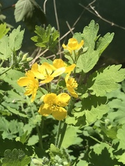 Chelidonium majus