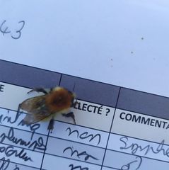 Bombus pascuorum