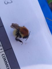 Bombus pascuorum