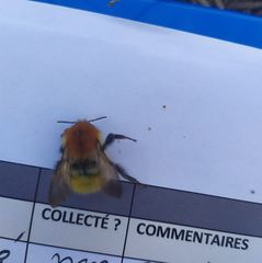 Bombus pascuorum