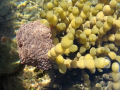 Phlyctenactis tuberculosa