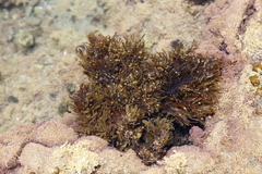 Sargassum scabridum