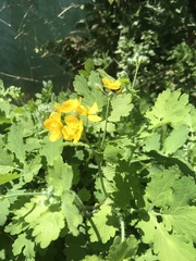 Chelidonium majus