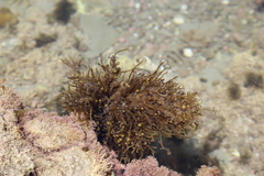 Sargassum scabridum