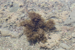 Sargassum scabridum