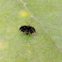 Choreutidae
