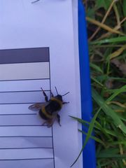 Bombus terrestris