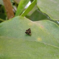 Choreutidae