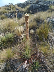 Puya boyacana