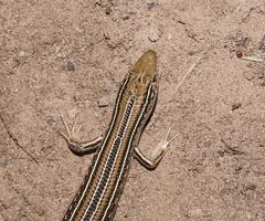 Robust Ctenotus photo 5