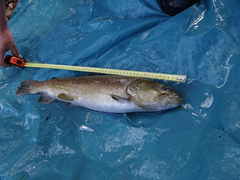 Salmo marmoratus