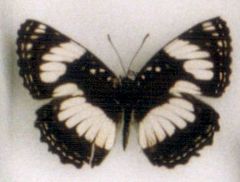 Neptis agatha