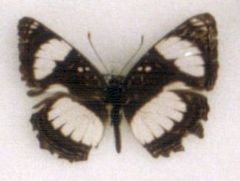 Neptis laeta