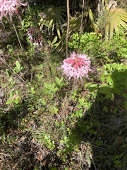 Rhododendron canescens image