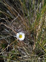 Oritrophium peruvianum