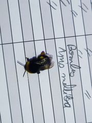 Bombus terrestris