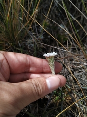 Oritrophium peruvianum