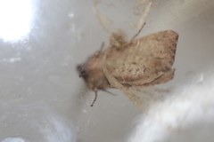 Orthosia pacifica