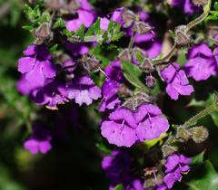Prostanthera hirtula