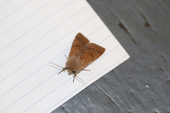 Orthosia pacifica