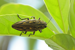 Chalcophora japonica