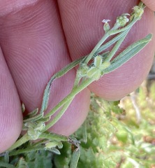 Pectocarya anisocarpa