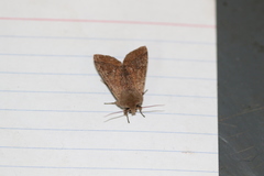 Orthosia pacifica