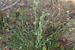 Pectocarya anisocarpa
