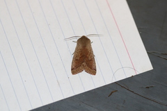 Orthosia pacifica