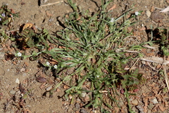 Pectocarya anisocarpa