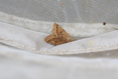 Orthosia pacifica