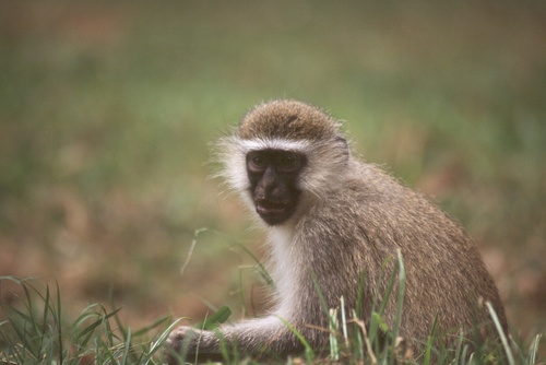 Tantalus Monkey