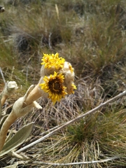 Espeletia congestiflora