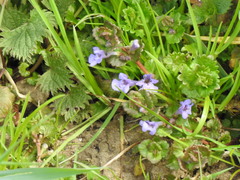 Glechoma hederacea