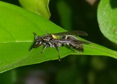 Polybia paulista
