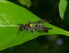 Polybia paulista