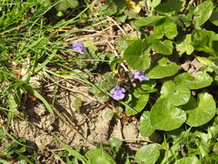 Glechoma hederacea