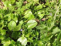 Glechoma hederacea