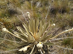 Espeletia congestiflora