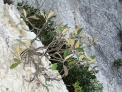 Pachystegia insignis