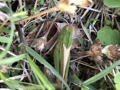 Chortophaga viridifasciata