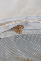 Orthosia pacifica