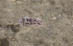 Dendrodoris krusensternii