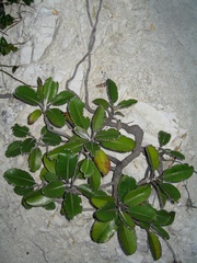 Pachystegia insignis
