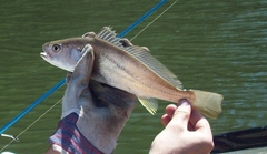 Argyrosomus japonicus